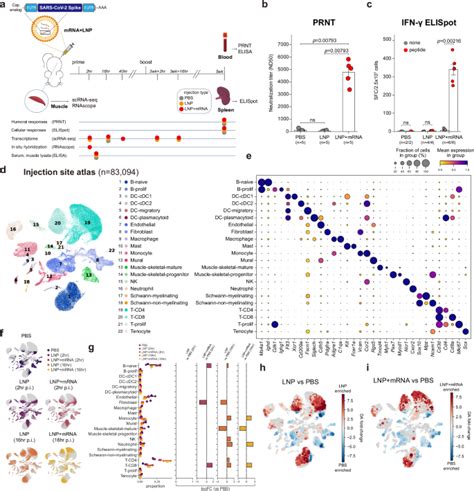 Innate immune responses against mRNA vaccine promote .